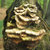 christopher p thumbnail