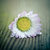 Flower thumbnail