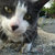 johnythecat thumbnail