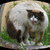 crodino thumbnail