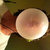Thomas Harding thumbnail