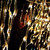 Zenna Laurel thumbnail