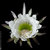 san pedro thumbnail