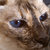 Mary Harden Rudisill thumbnail