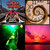 robert frisbie thumbnail