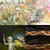jeff oaster thumbnail