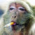 metamonkey thumbnail
