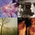 Frank Flynn thumbnail