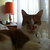 O-Dog thumbnail