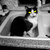 Wilson thumbnail