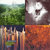 langstc1 thumbnail