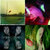 richard nicholls thumbnail