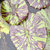 G.V. thumbnail