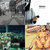 Gogz thumbnail