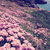 solodolobolo thumbnail