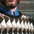 jules_ thumbnail