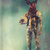 Rob Fletcher thumbnail