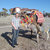 willem maas thumbnail
