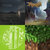 Pup thumbnail