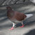 mrpigeon thumbnail