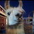 macioosch thumbnail