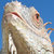 fonodon thumbnail