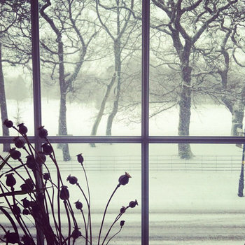 Winter In Bloom cover art