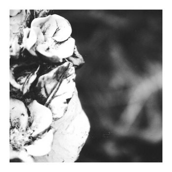 A Forest Aching Cold cover art