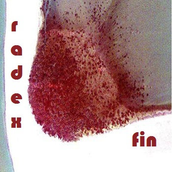 fin cover art