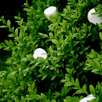 Bushes and Marshmallows cover art