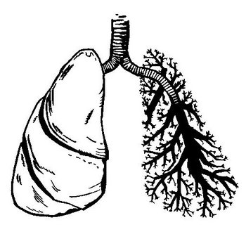 Lungs cover art