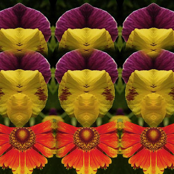 bloom cover art