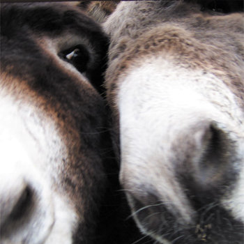 Hee Haw cover art