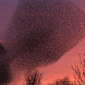 Wavin'WithDaBirds cover art