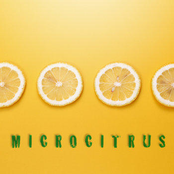 Microcitrus cover art