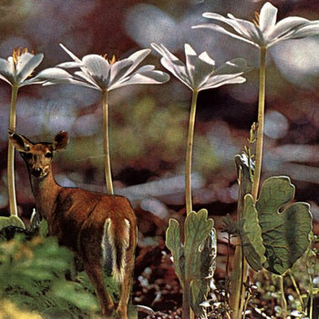 Spring cover art