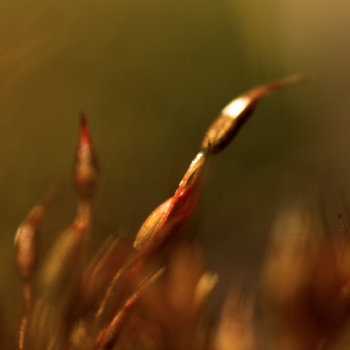 Growing of a plant cover art
