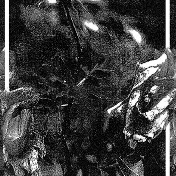 Oleander cover art