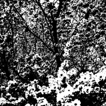 Shoeb Ahmad - Blossoms cover art