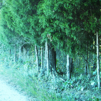 The Tree Farmer (cs) cover art