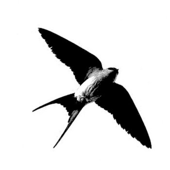 birdsong (for Ai Weiwei) cover art