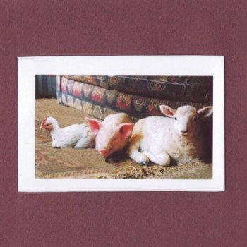 animals are not things! cover art