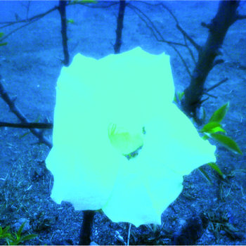 el otro lado de la flor (concierto acústico) cover art