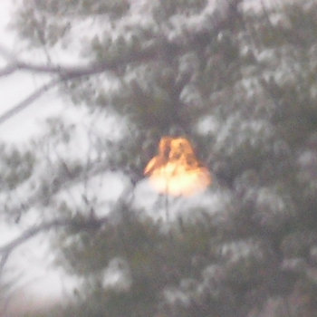 Birds singing in the snow cover art