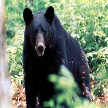 Bear Day cover art