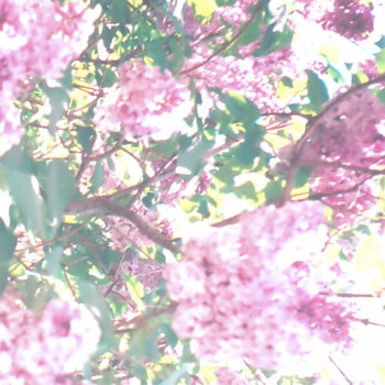 The Paisley Orchard cover art