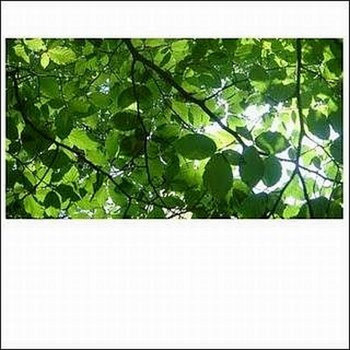 Scene cover art