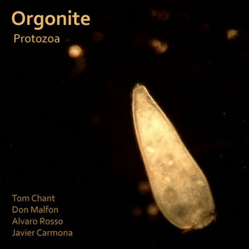 Protozoa cover art
