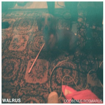 Odobenus Rosmarus cover art
