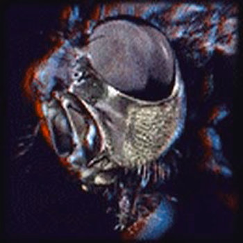 A God Among Insects (2003) cover art